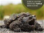 Does Alligator Snapping Turtle Make Sound?