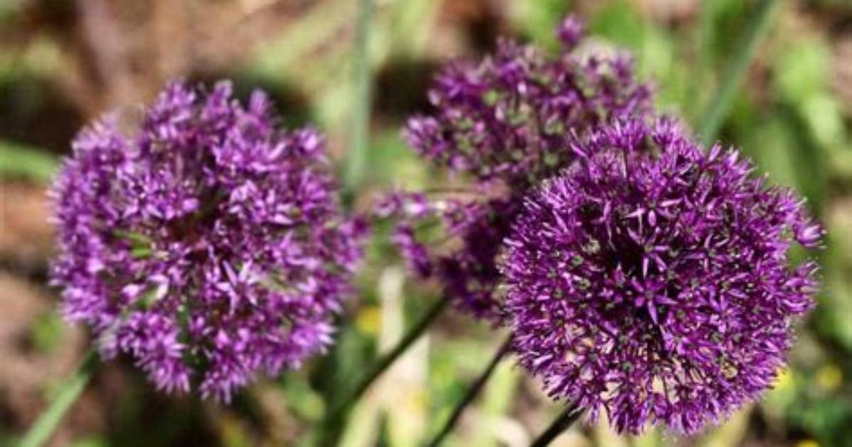 Does Allium Need Full Sun?