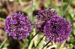 Does Allium Need Full Sun?