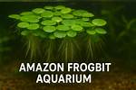 Does Amazon Frogbit Need Light?
