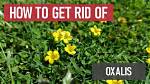 Does Amitrole Kill Oxalis?