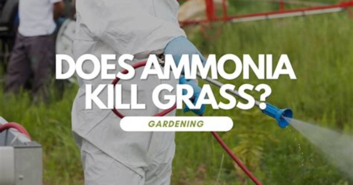 Does Ammonia Kill Grass?