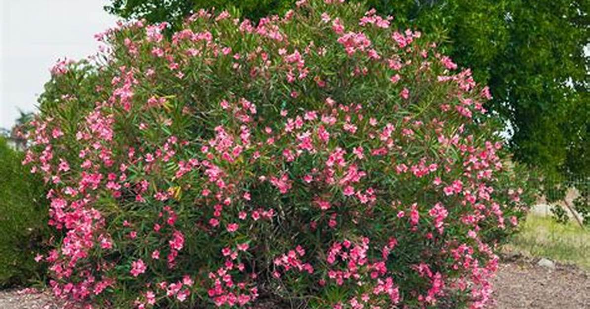Does an Oleander Bloom?