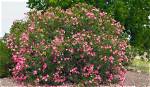 Does an Oleander Bloom?