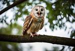 Does an Owl Scream?