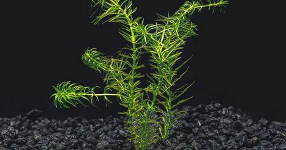 Does Anacharis Need Substrate?