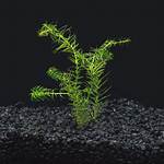 Does Anacharis Need Substrate?
