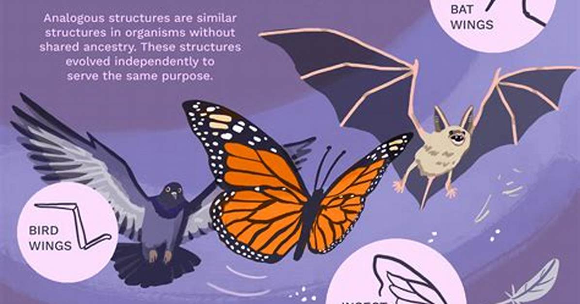 Does Analogous Structure Support Evolution?
