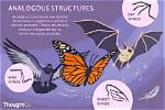 Does Analogous Structure Support Evolution?