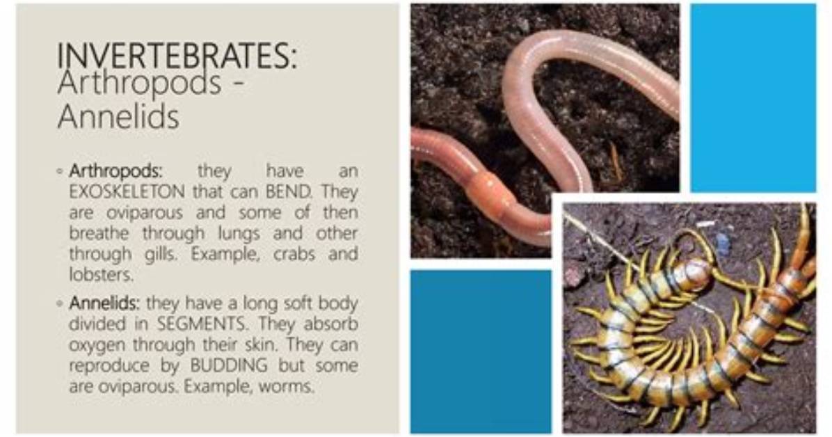 Does Annelids Have Exoskeleton?