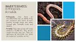 Does Annelids Have Exoskeleton?