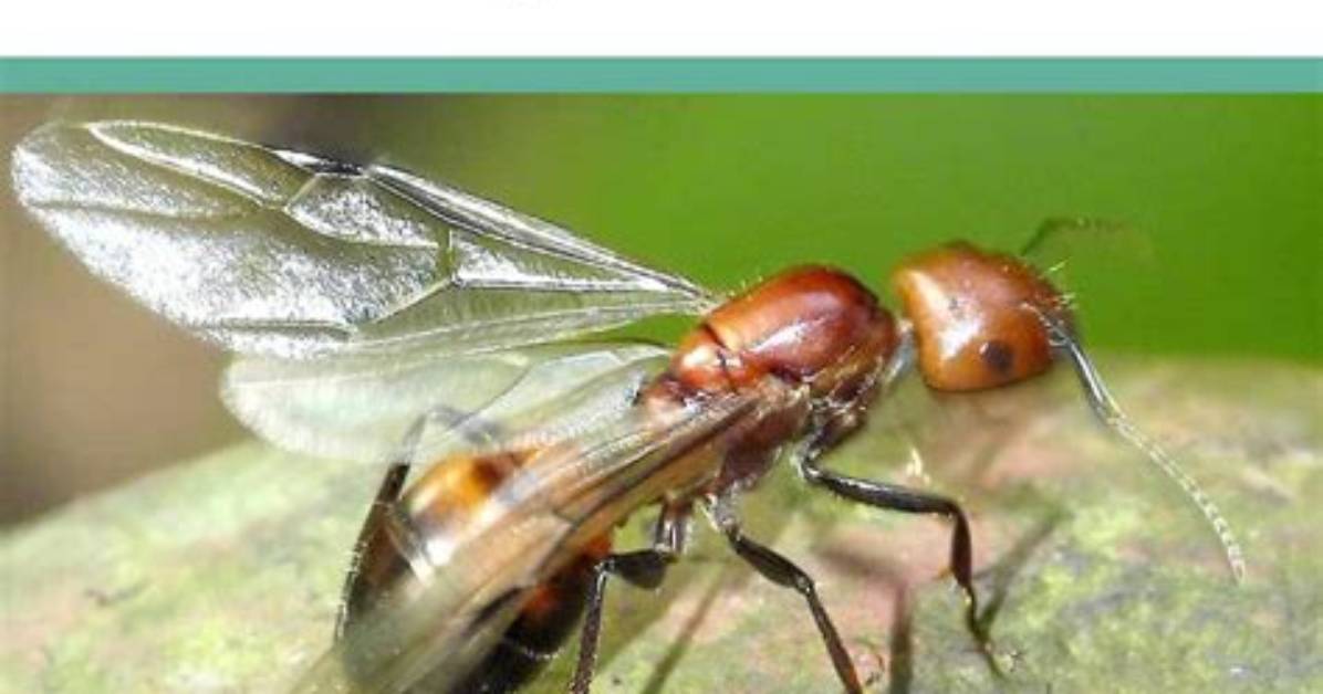 Does Ant Have Wings?