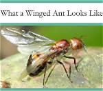 Does Ant Have Wings?
