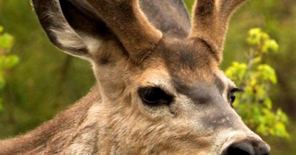 Does Antlers Fall off?