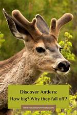 Does Antlers Fall off?