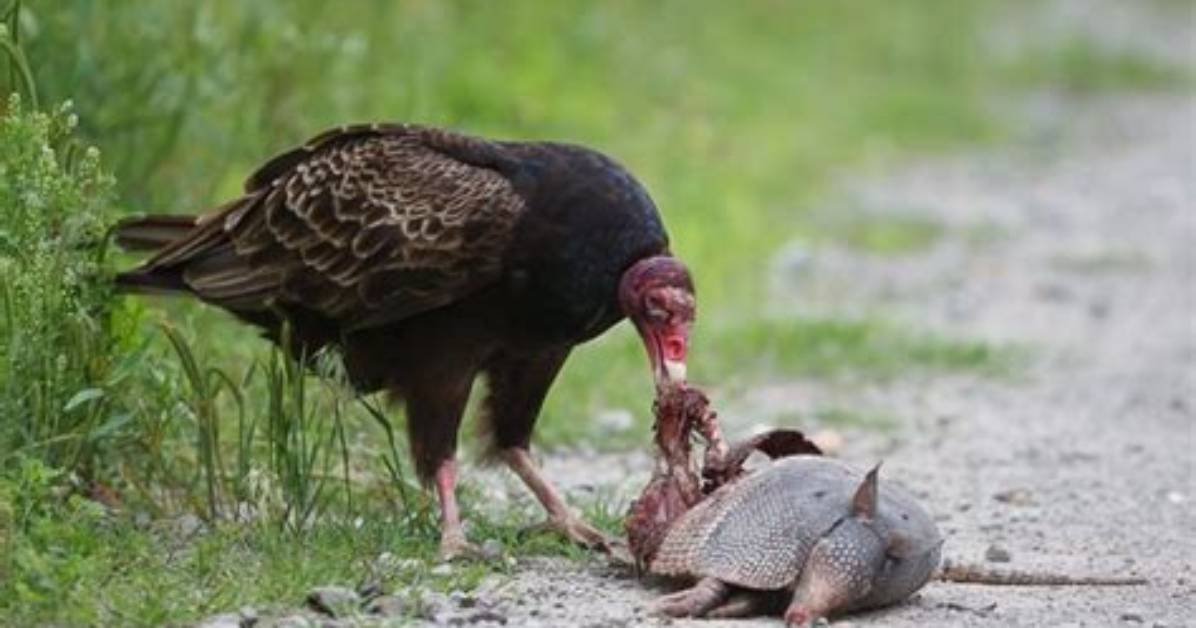 Does Anything Eat Buzzards?