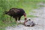 Does Anything Eat Buzzards?