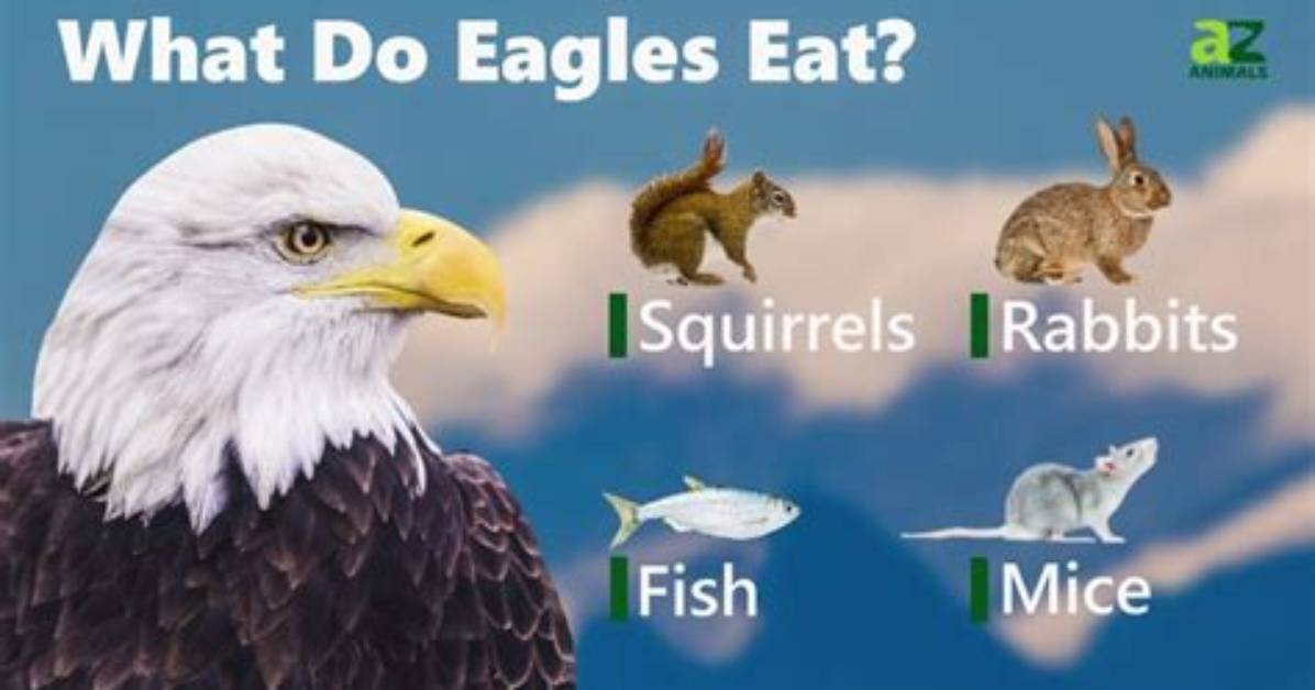 Does Anything Eat Eagles?
