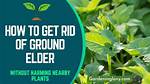 Does Anything Kill Ground Elder? Check This out – Will Vinegar Kill Ground Elder