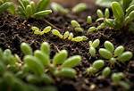 Does Aphids Live in Soil?