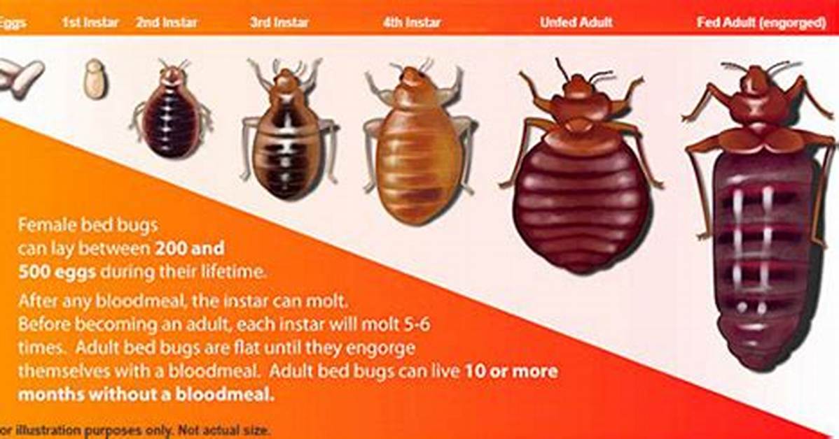 Does Apprehend Kill Bed Bug Eggs?