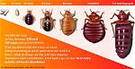 Does Apprehend Kill Bed Bug Eggs?