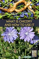 Does Arrest Max Kill Chicory