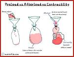 Does Arteriole Constriction Increase Afterload?