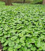 Does Asarum Spread