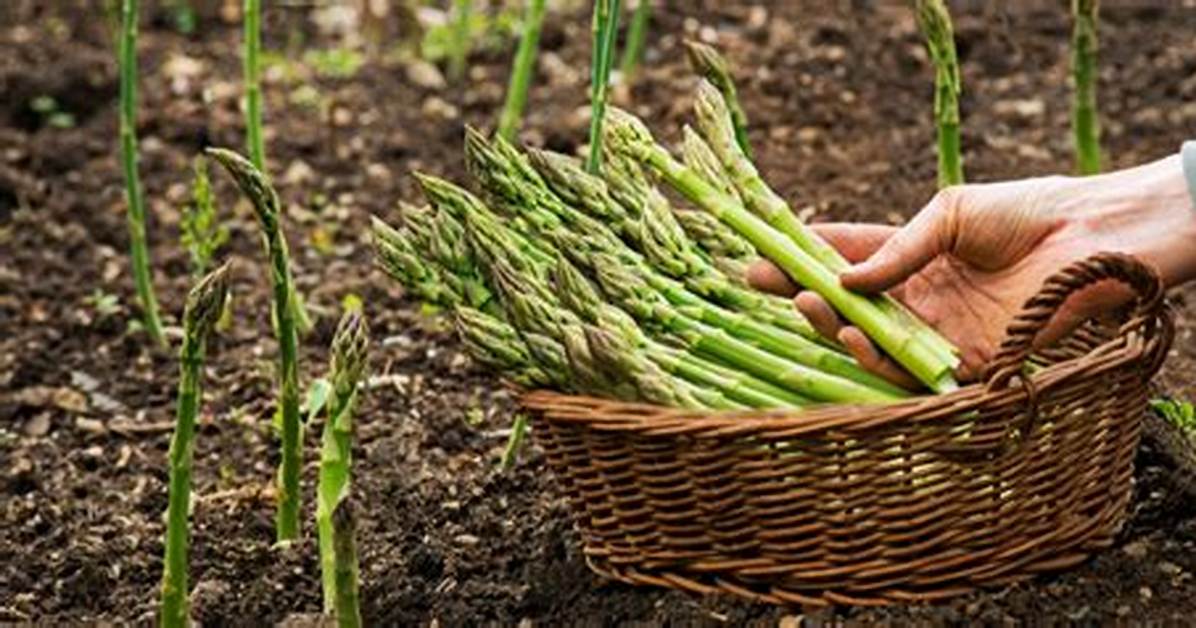 Does Asparagus Multiply?