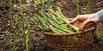 Does Asparagus Multiply?