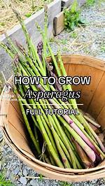 Does Asparagus Self Propagate?
