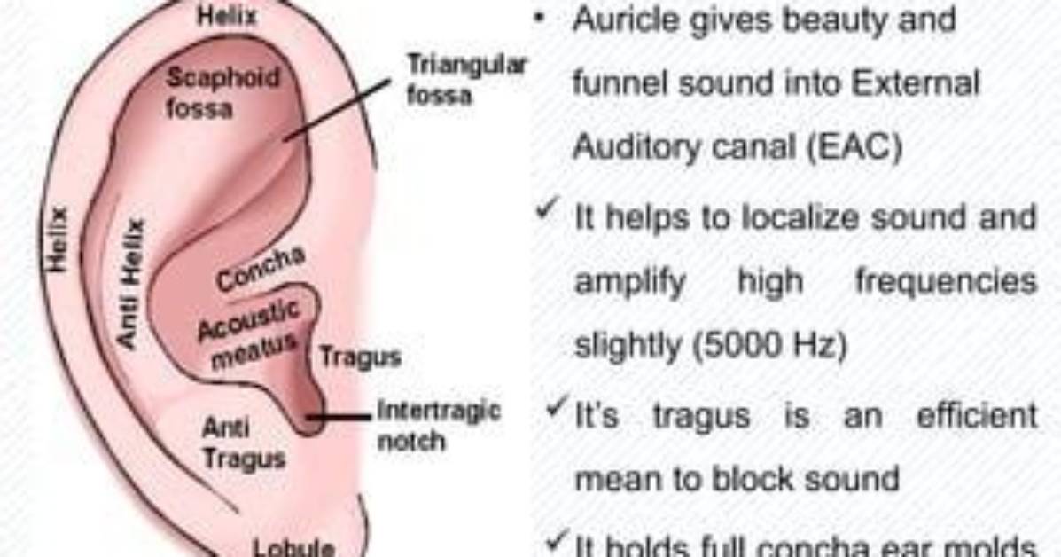 Does Auricle Mean Ear?