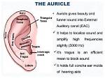 Does Auricle Mean Ear?