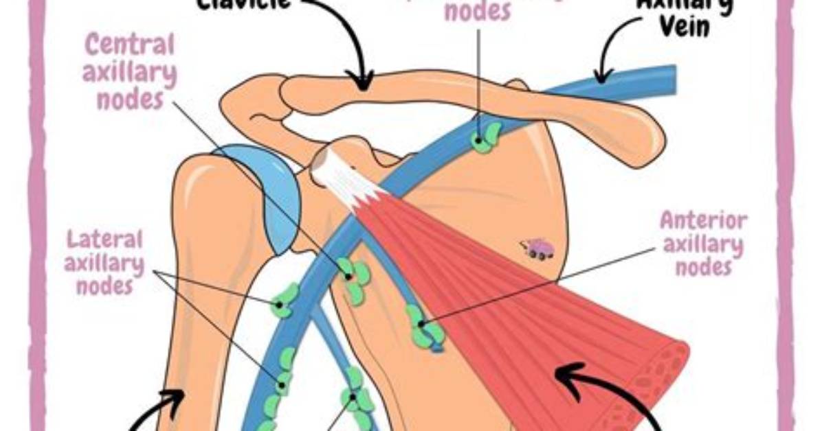 Does Axillary Lymph Node?