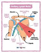 Does Axillary Lymph Node?