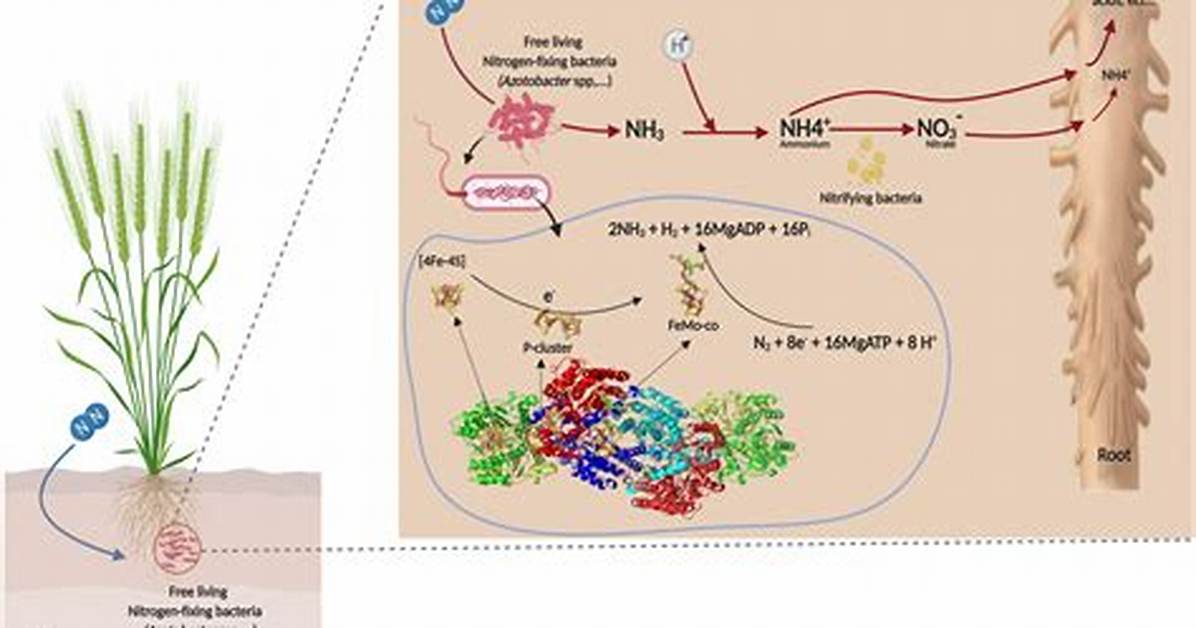 Does Azotobacter Fix Nitrogen?