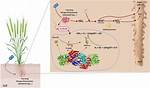 Does Azotobacter Fix Nitrogen?