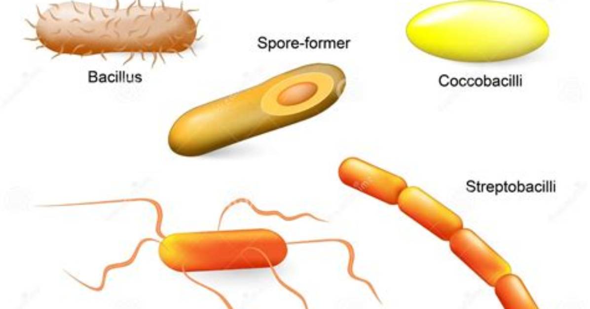 Does Bacilli Have Bacteria?