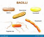 Does Bacilli Have Bacteria?