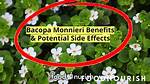 Does Bacopa Really Work?