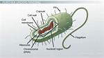 Does Bacteria Have a Nucleus?