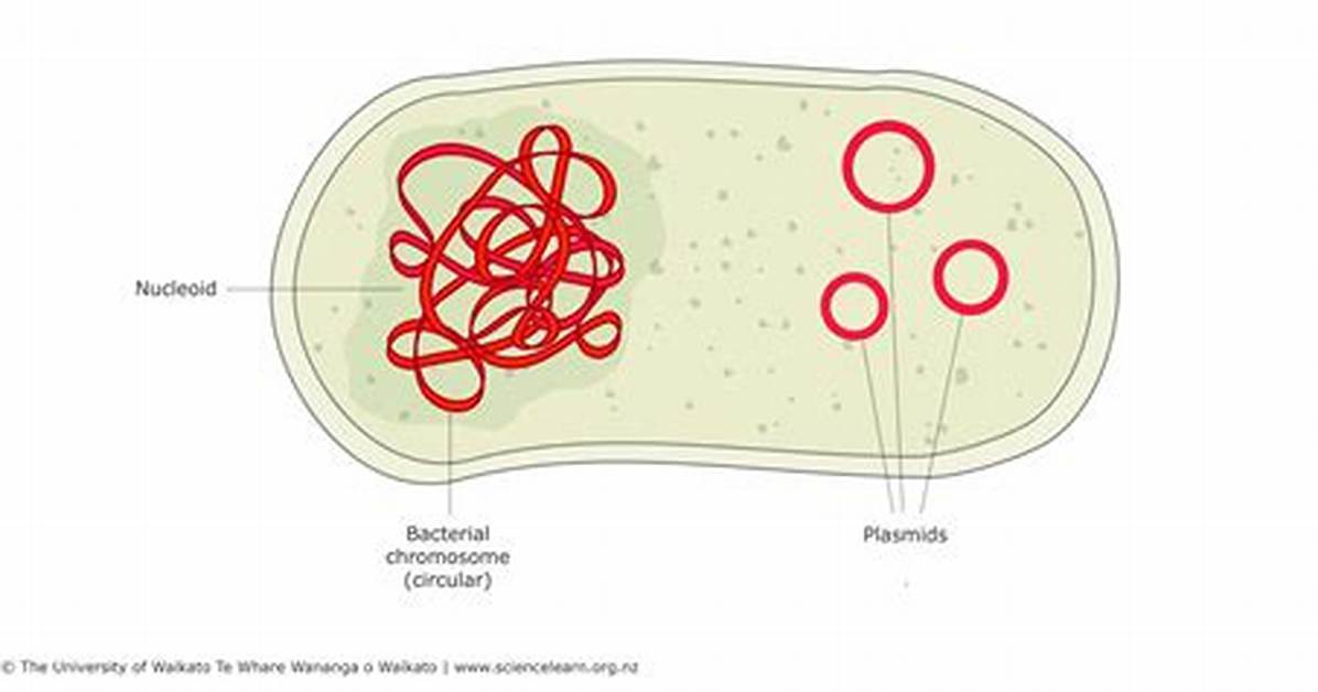 Does Bacteria Have Dna?