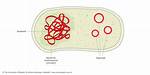 Does Bacteria Have Dna?