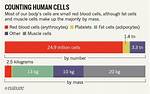 Does Bacteria Outnumber Cells?