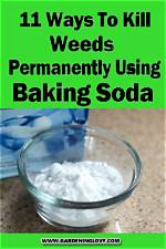 Does Baking Soda Kill Whitefly?