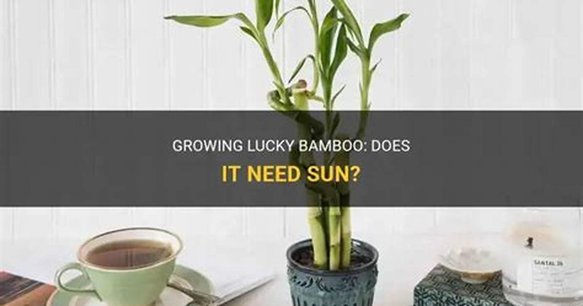 Does Bamboo Need Sun