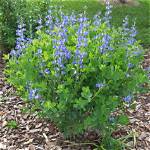 Does Baptisia Need Full Sun