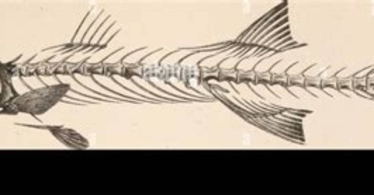 Does Barracuda Have Bones?