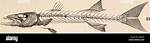 Does Barracuda Have Bones?